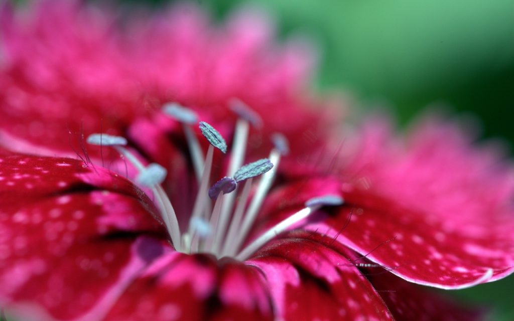 20 Amazing Macro Photos That Take You To Another World