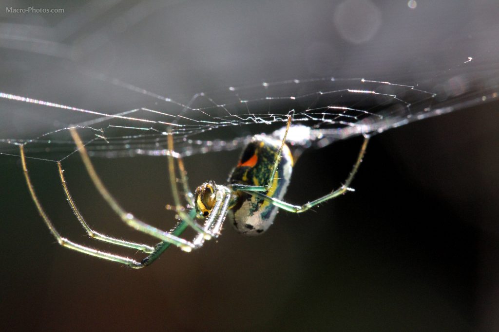 20 Amazing Macro Photos That Take You To Another World