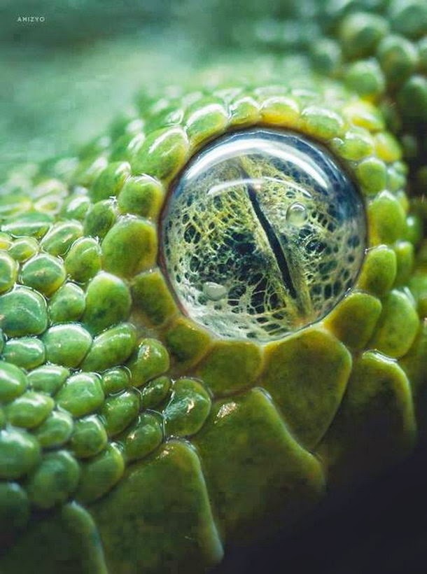20 Amazing Macro Photos That Take You To Another World