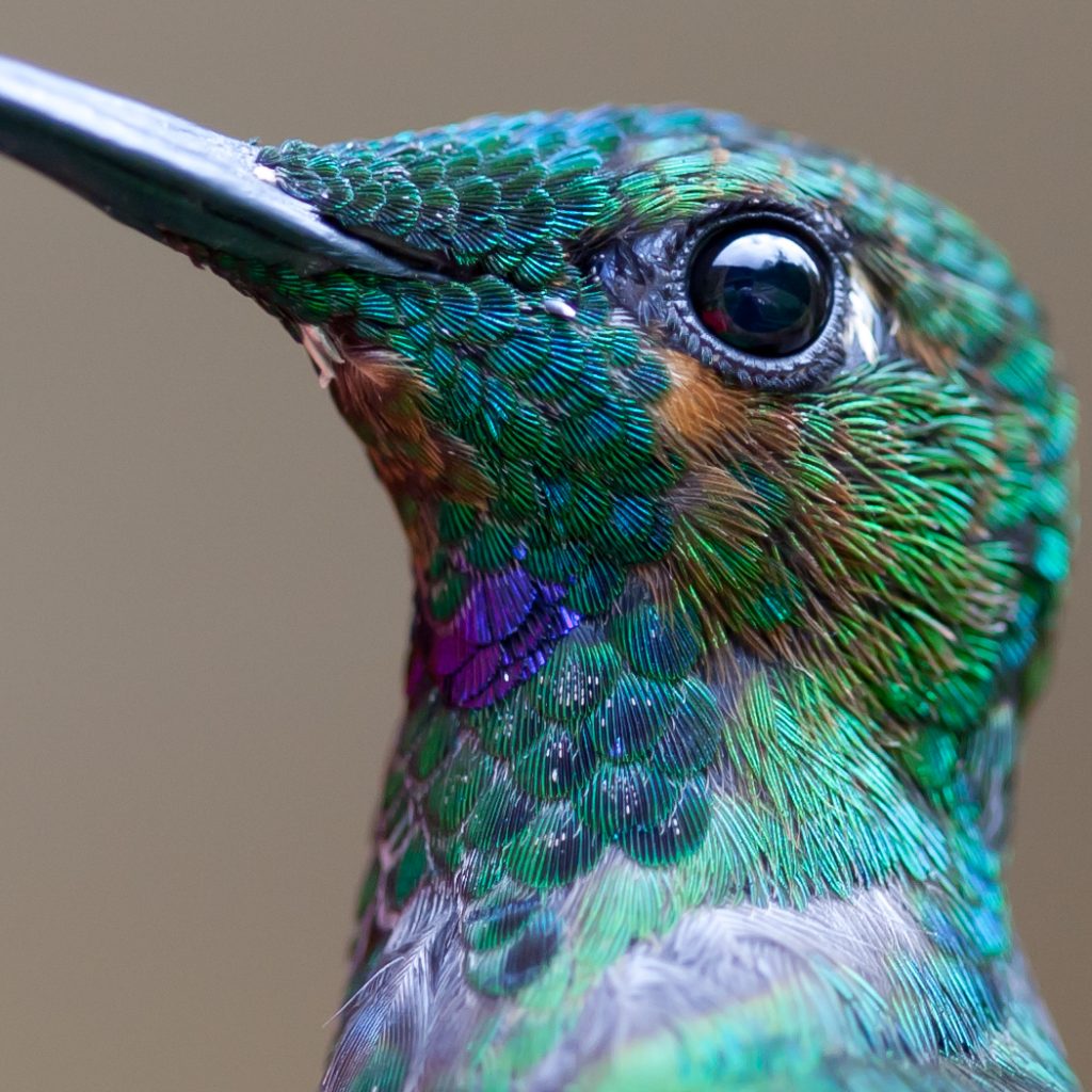 20 Amazing Macro Photos That Take You To Another World