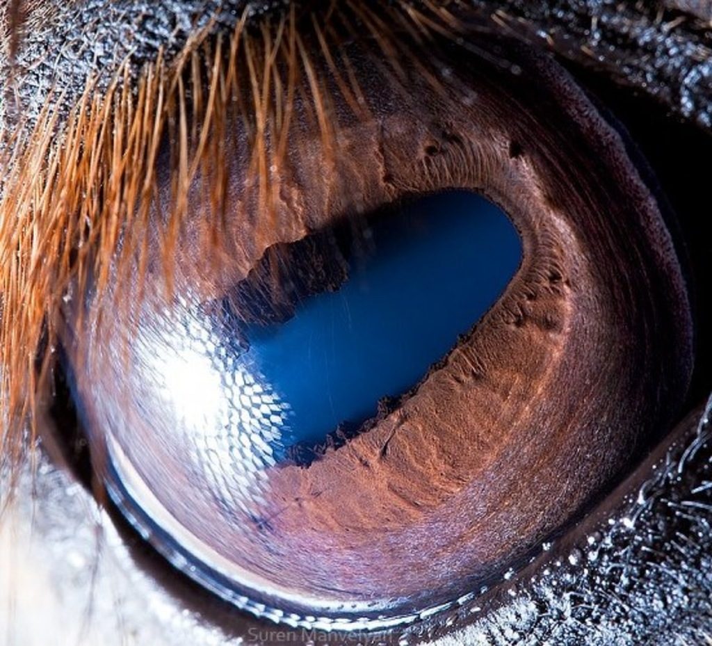 20 Amazing Macro Photos That Take You To Another World