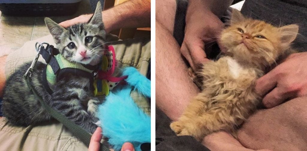 These Two Kittens Are Polar Opposites, But They’ll Steal Your Heart