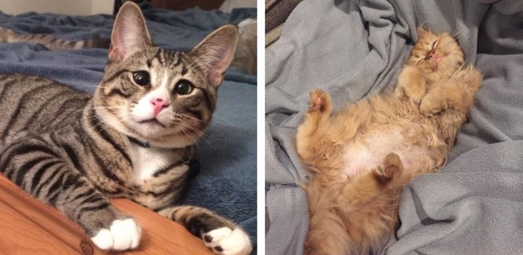 These Two Kittens Are Polar Opposites, But They’ll Steal Your Heart