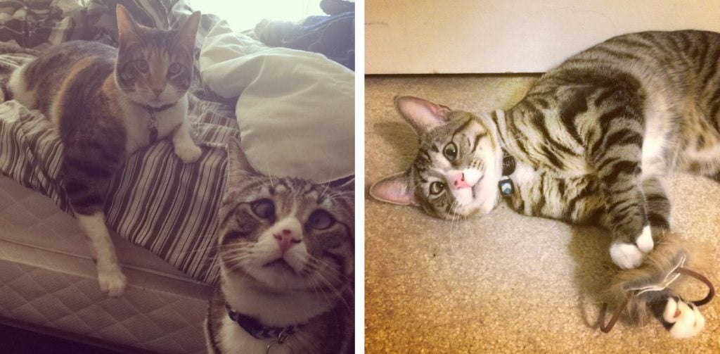 These Two Kittens Are Polar Opposites, But They’ll Steal Your Heart