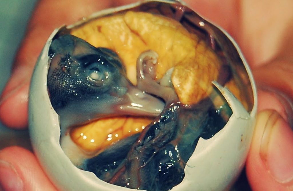 10 Ickiest Foods that Will Make You Gag
