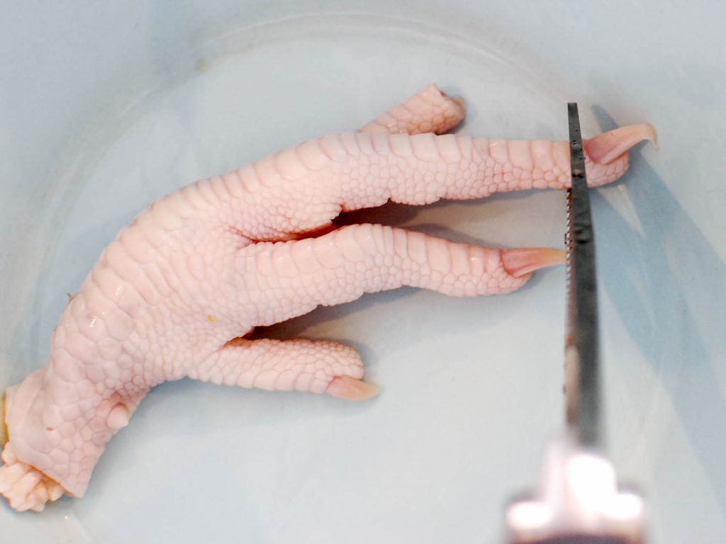 10 Ickiest Foods that Will Make You Gag