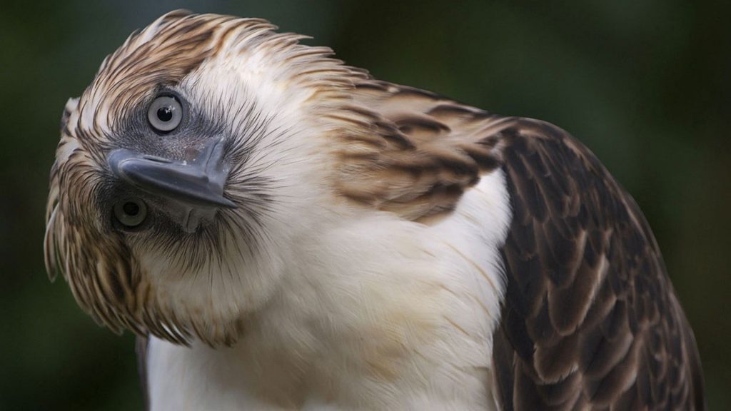 7 Incredible Animals You Can Find Only in the Philippines