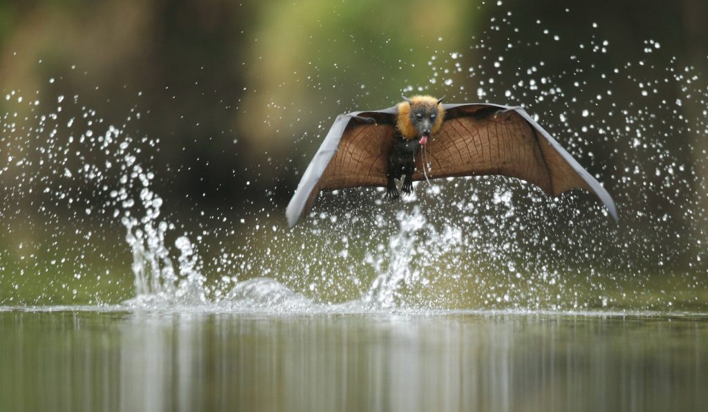 7 Incredible Animals You Can Find Only in the Philippines
