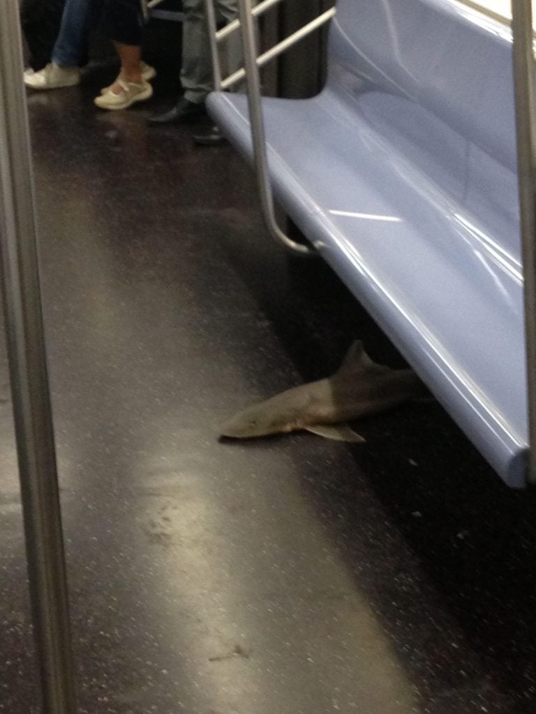 28 Exceptionally Bizarre Subway People (and One Shark)