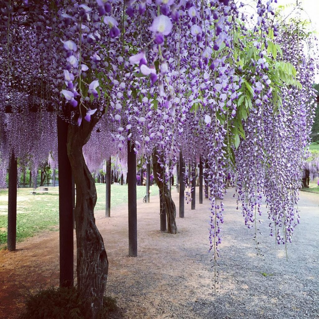 12 Japanese Instagram Accounts to Follow