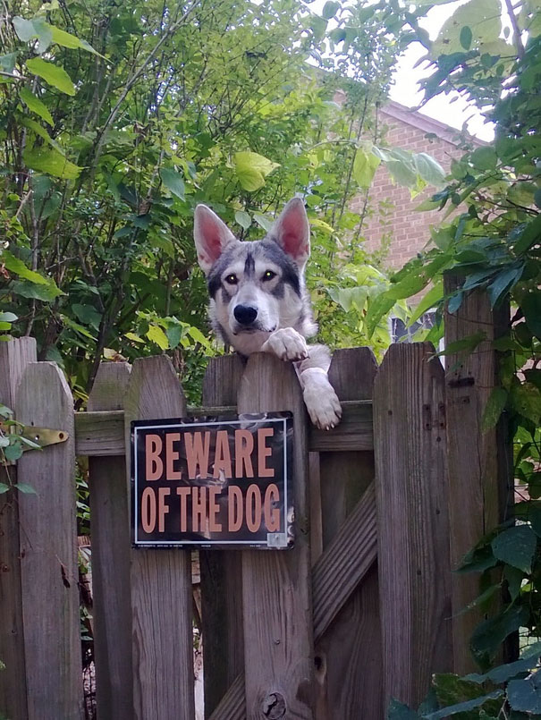 beware-of-the-dog-14