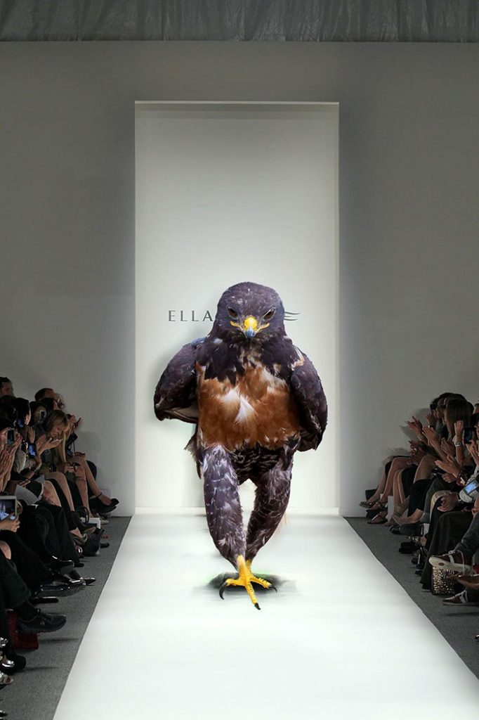This Hawk Photoshop Battle is Epic