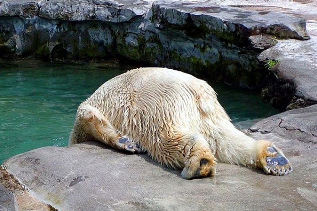 15 Poor Animals That Had Too Much To Drink Last Night