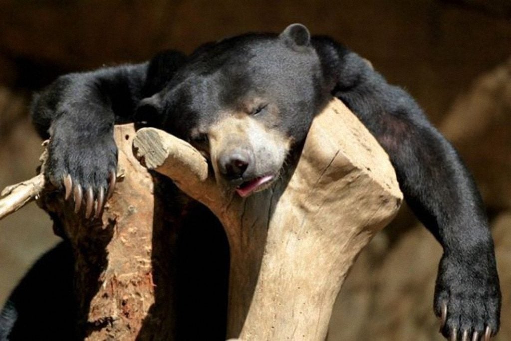 15 Poor Animals That Had Too Much To Drink Last Night