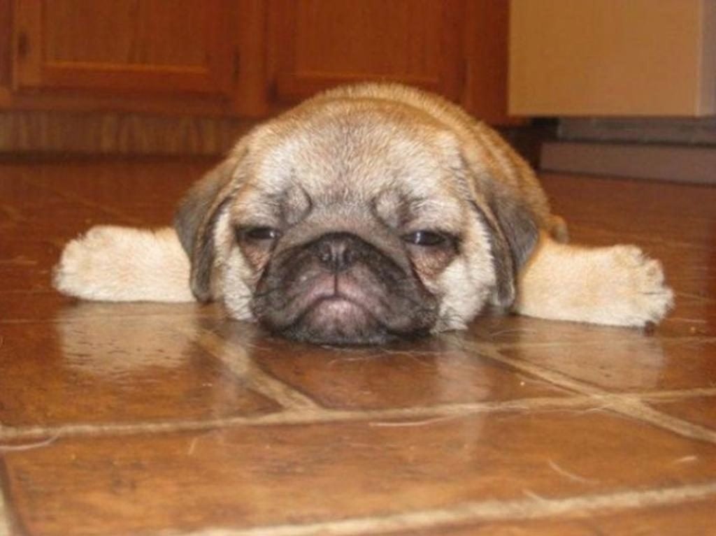 15 Poor Animals That Had Too Much To Drink Last Night