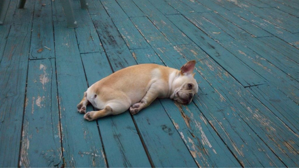 15 Poor Animals That Had Too Much To Drink Last Night
