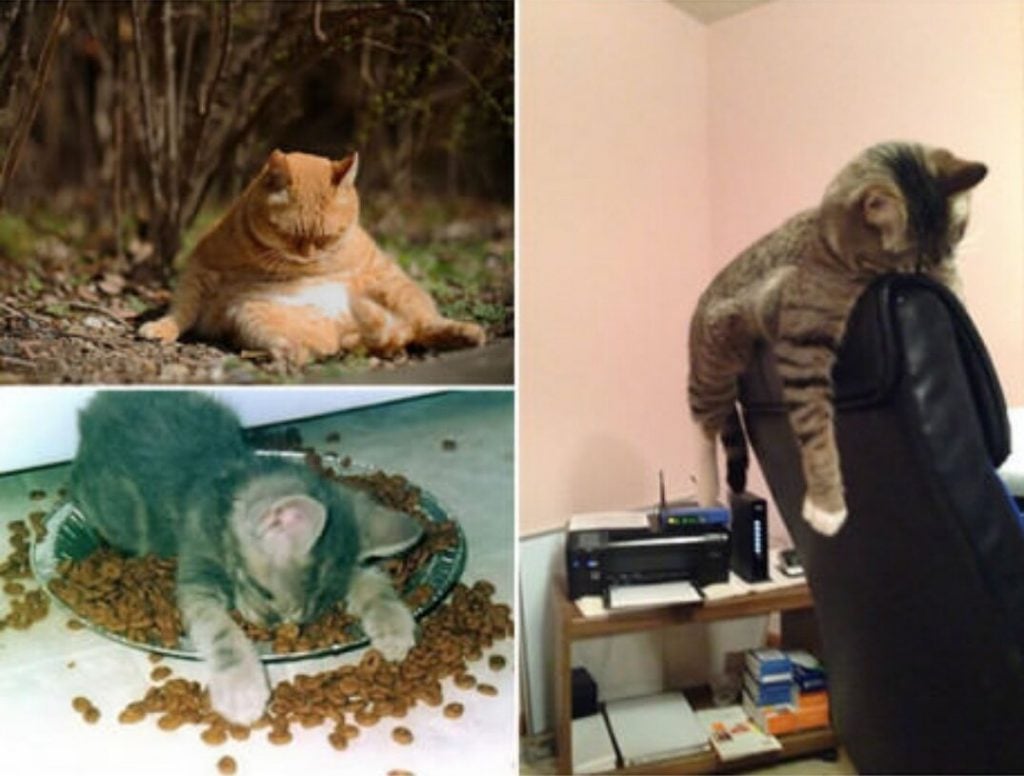 15 Poor Animals That Had Too Much To Drink Last Night