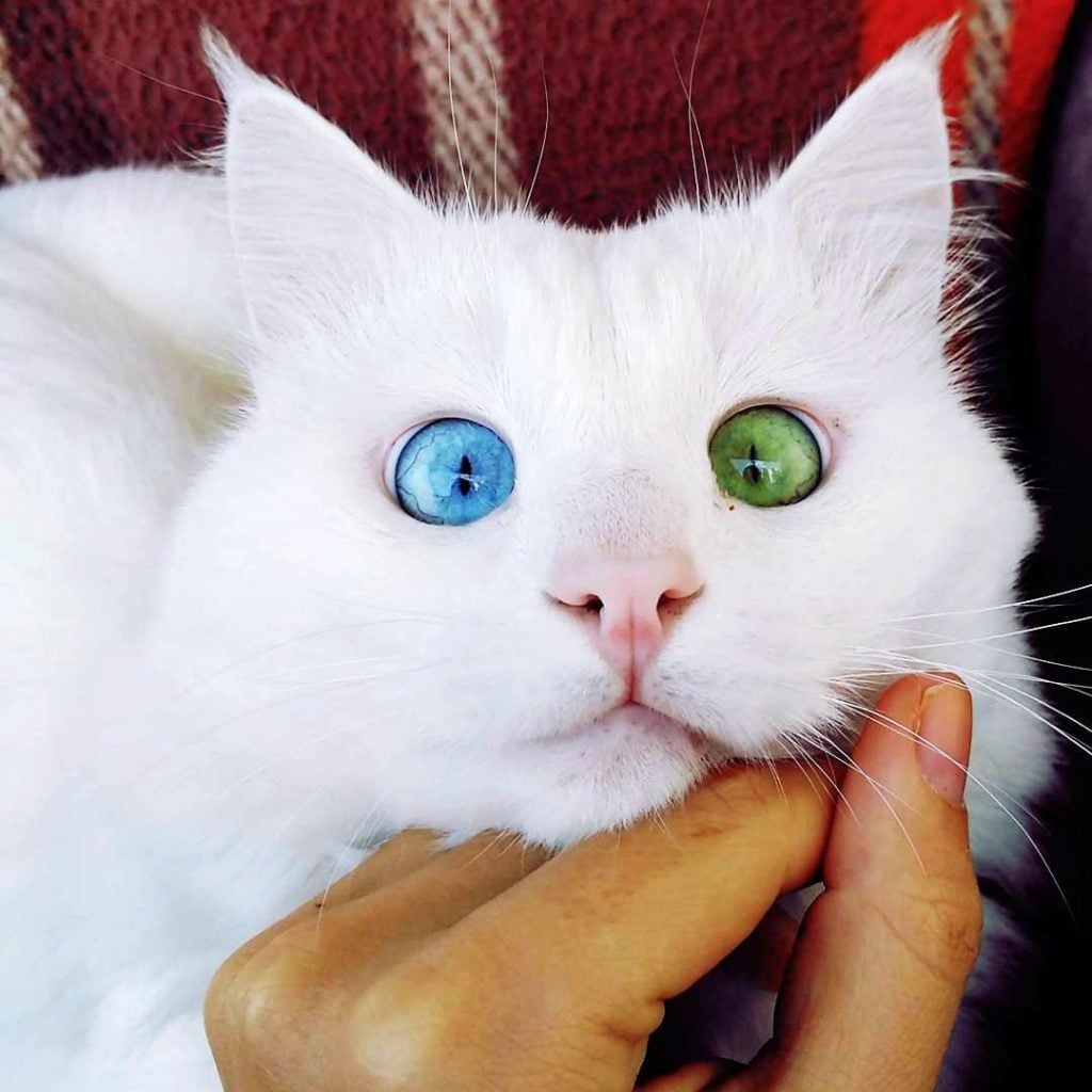 Beautiful Mutations: 15 Staggering Photos of Heterochromia