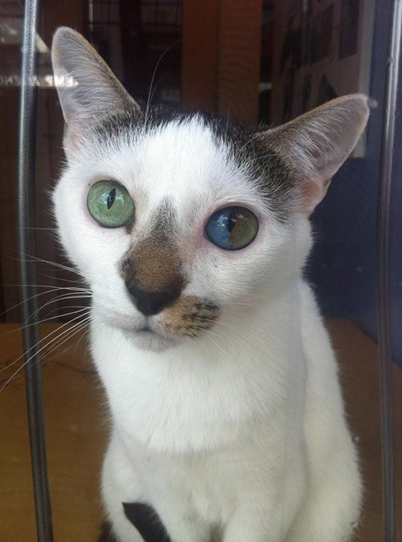 Beautiful Mutations 15 Staggering Photos of Heterochromia4