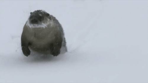 20 Animals That Hate Winter Even More Than You Do