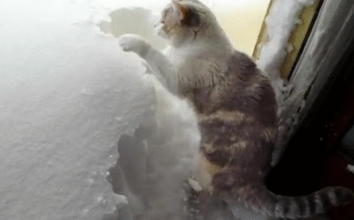 20 Animals That Hate Winter Even More Than You Do