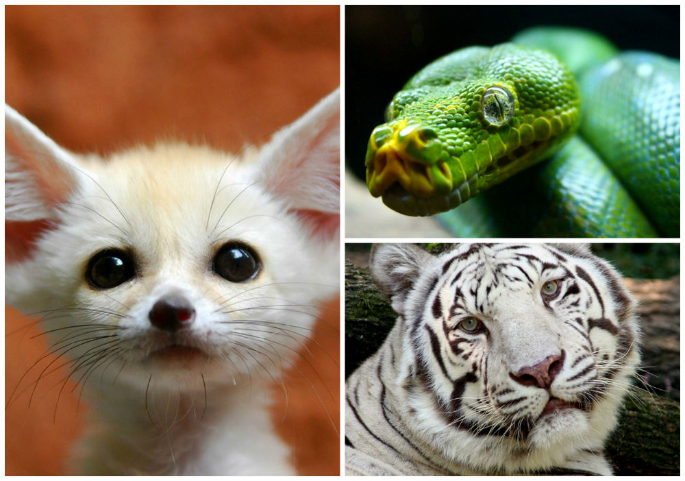 The Top 11 Most Beautiful Animals In The World
