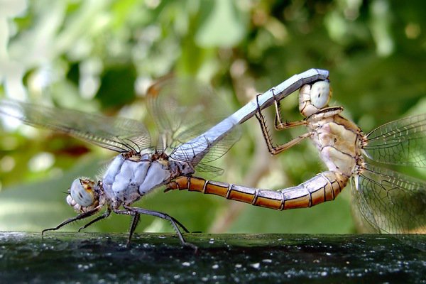 The 20 Strangest Facts You Wish Weren’t Real