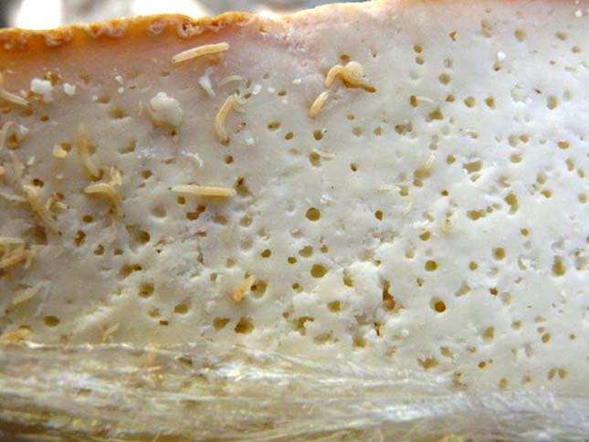 banned-in-US-3-Maggot-Cheese-Casu-Marzu