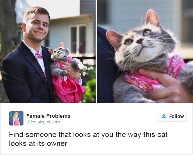 cats-twitter-memes-2016-1