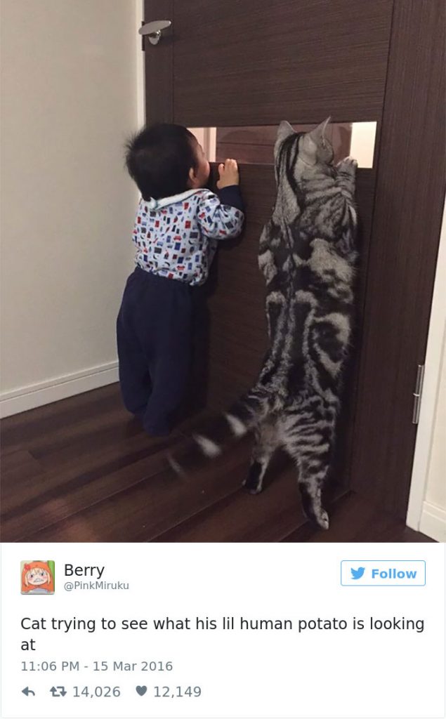 35 Most Meme-tastic Twitter Cats of 2016