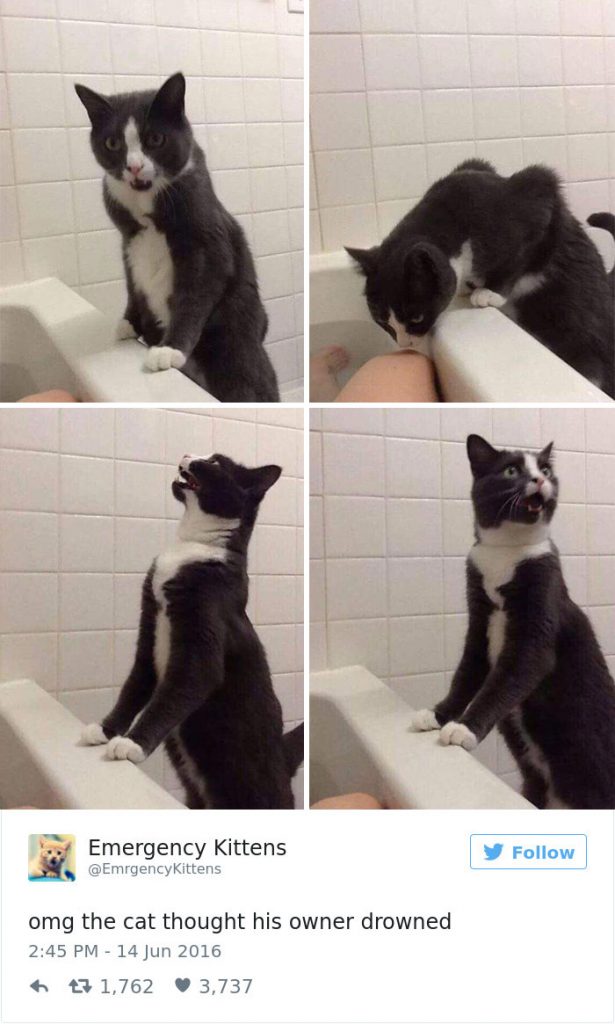 35 Most Meme-tastic Twitter Cats of 2016