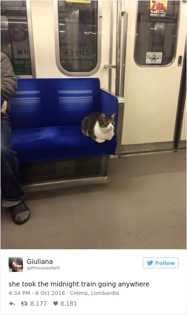 35 Most Meme-tastic Twitter Cats of 2016