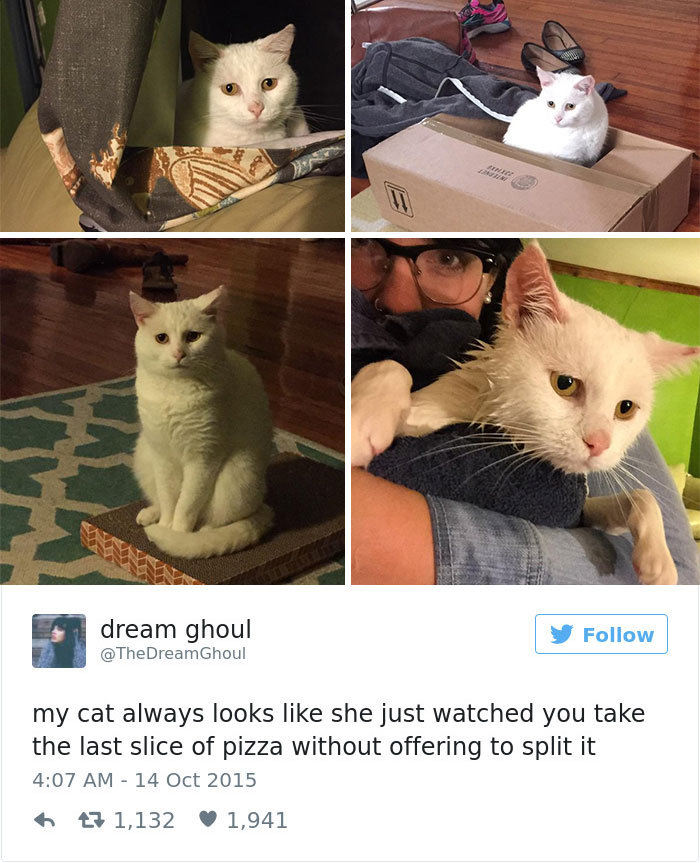 cats-twitter-memes-2016-31