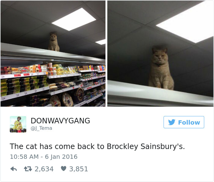 cats-twitter-memes-2016-34