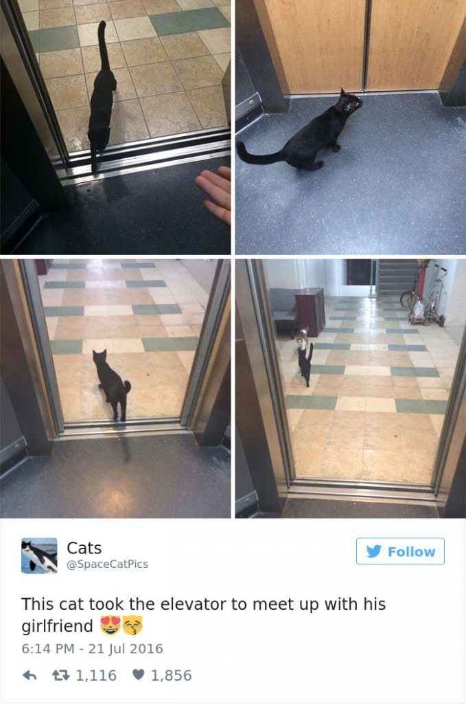 35 Most Meme-tastic Twitter Cats of 2016
