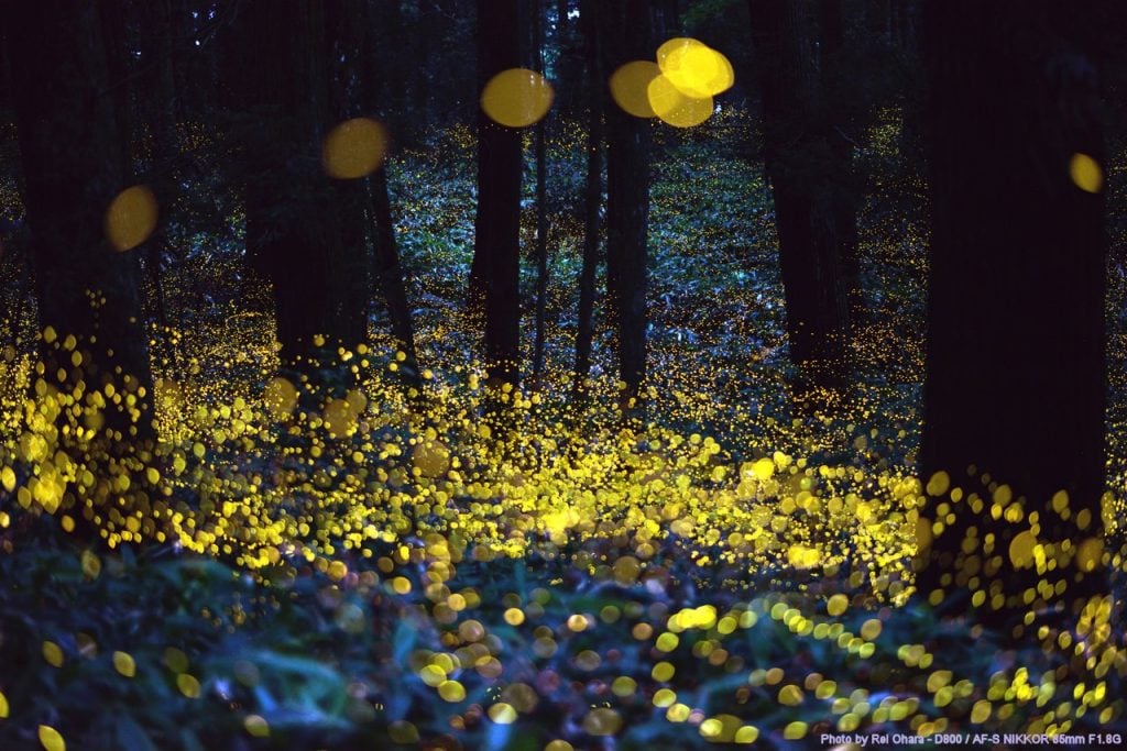 19 Stupefying Natural Wonders You Can Find Right Outside your Window