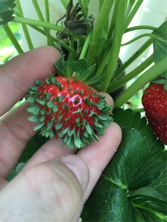 weirdly-shaped-fruits-vegetables- (1)