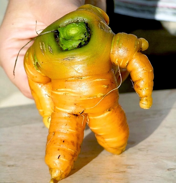 weirdly-shaped-fruits-vegetables- (16)