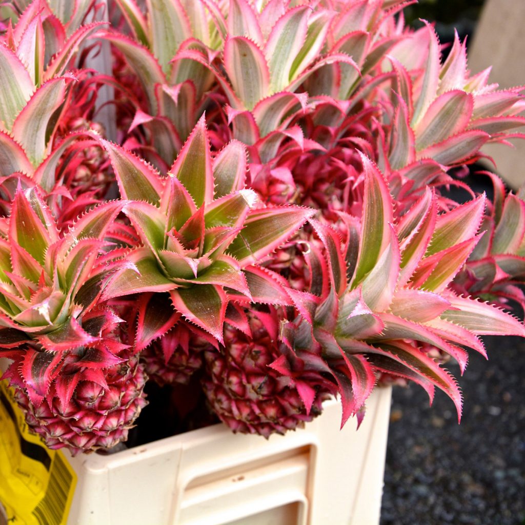 Pink Pineapples Exist And You Didn’t Tell Me About It First