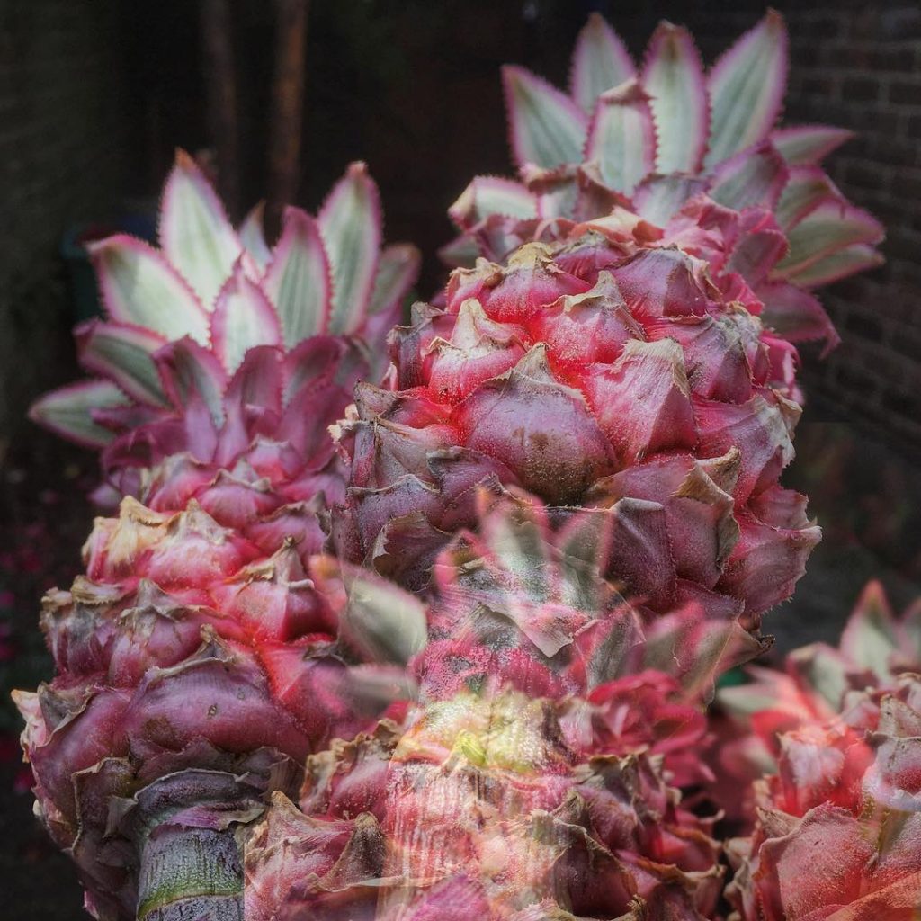 Pink Pineapples Exist And You Didn’t Tell Me About It First