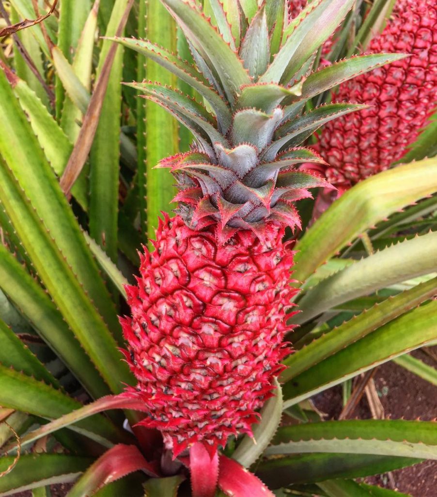 Pink Pineapples Exist And You Didn’t Tell Me About It First