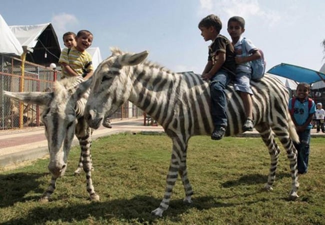 Inducing Zoo Incidents Rage-inducing-zoo-1