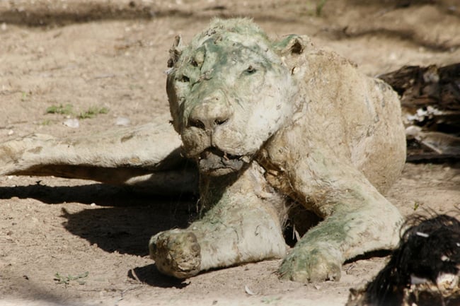 9 Rage-Inducing Zoo Incidents