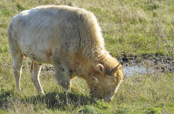 27+ Cutest Albino Animals in the World