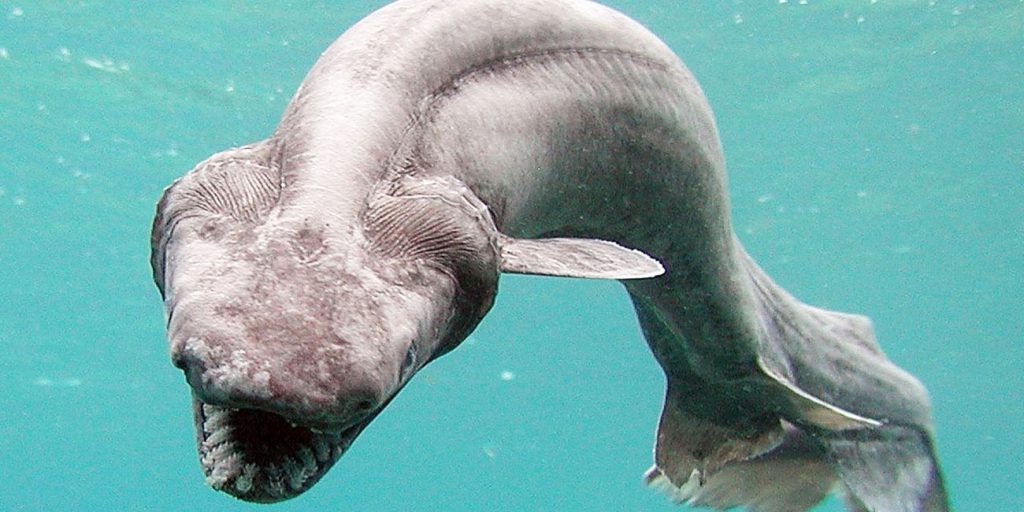 Top 7 Weirdest Species of Shark