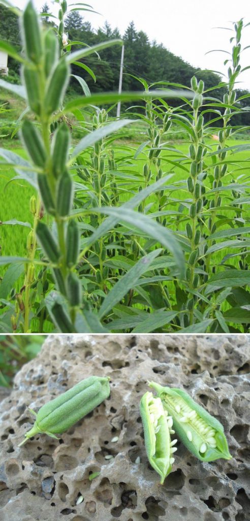 I Bet You Didn’t Know How These 10 Nuts and Fruits Grow