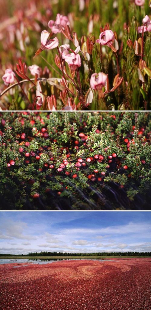 I Bet You Didn’t Know How These 10 Nuts and Fruits Grow