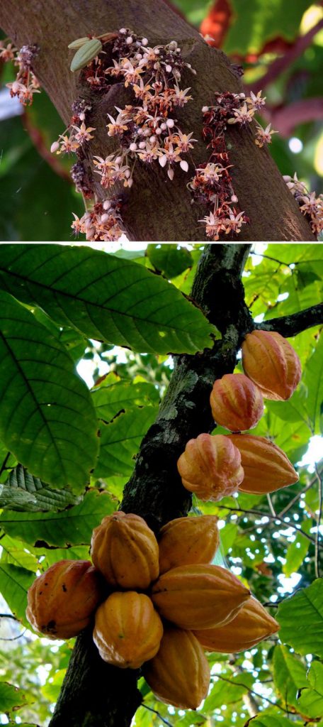 I Bet You Didn’t Know How These 10 Nuts and Fruits Grow
