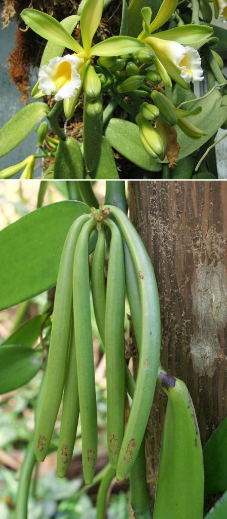 I Bet You Didn’t Know How These 10 Nuts and Fruits Grow