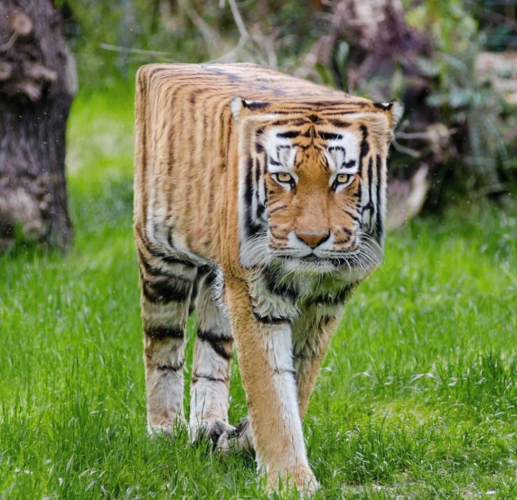 Genius Artists Turns Real-Life Animals Into Minecraftean Freaks